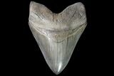 Serrated, Fossil Megalodon Tooth - Collector Quality! #76660-1